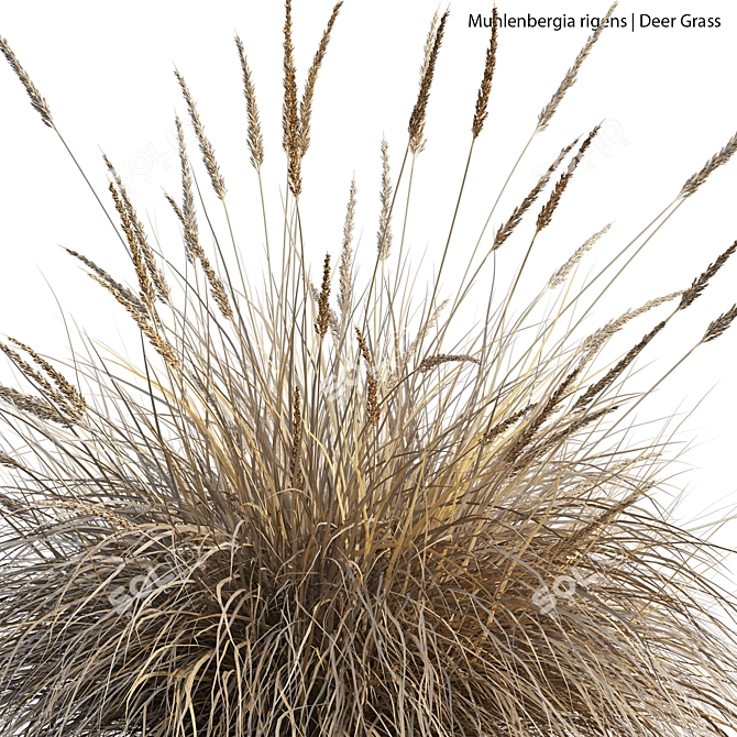 Max 3D Models Set Texture 3D model image 3