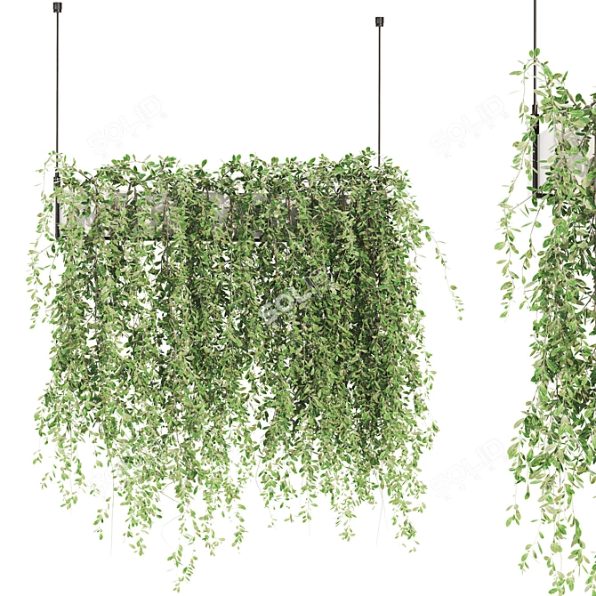 Premium Ivy Plant Collection 3D model image 1