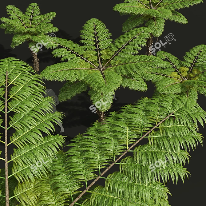 Title: Exquisite Alsophila Fern Collection 3D model image 3