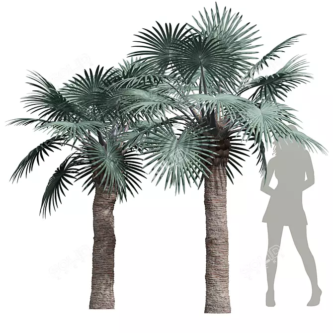 Bismarckia Nobilis Palm 3D Models 3D model image 1