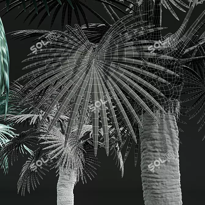 Bismarckia Nobilis Palm 3D Models 3D model image 5