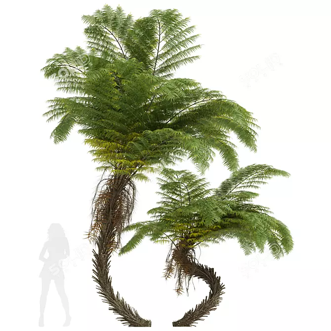 Alsophila Spinulosa Fern 3D Models 3D model image 1