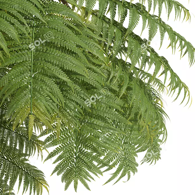 Alsophila Spinulosa Fern 3D Models 3D model image 2