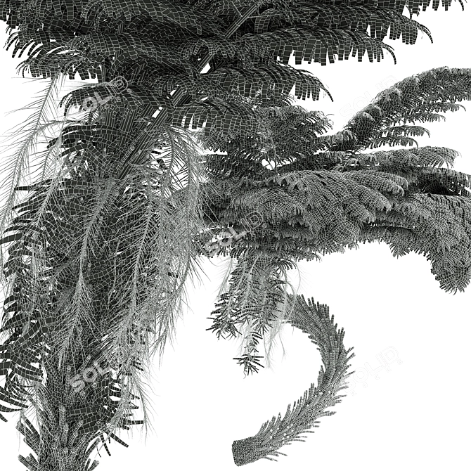 Alsophila Spinulosa Fern 3D Models 3D model image 4