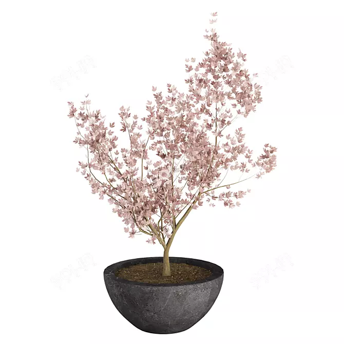 Japanese Maple Indoor Plant 3D Model 3D model image 2