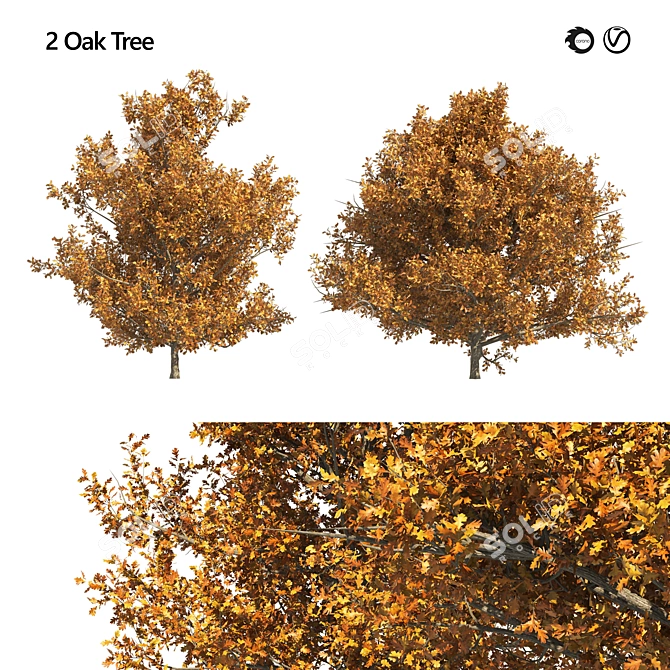 Dual Autumn Oak Trees 3D 3D model image 1