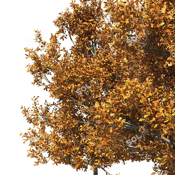 Dual Autumn Oak Trees 3D 3D model image 2