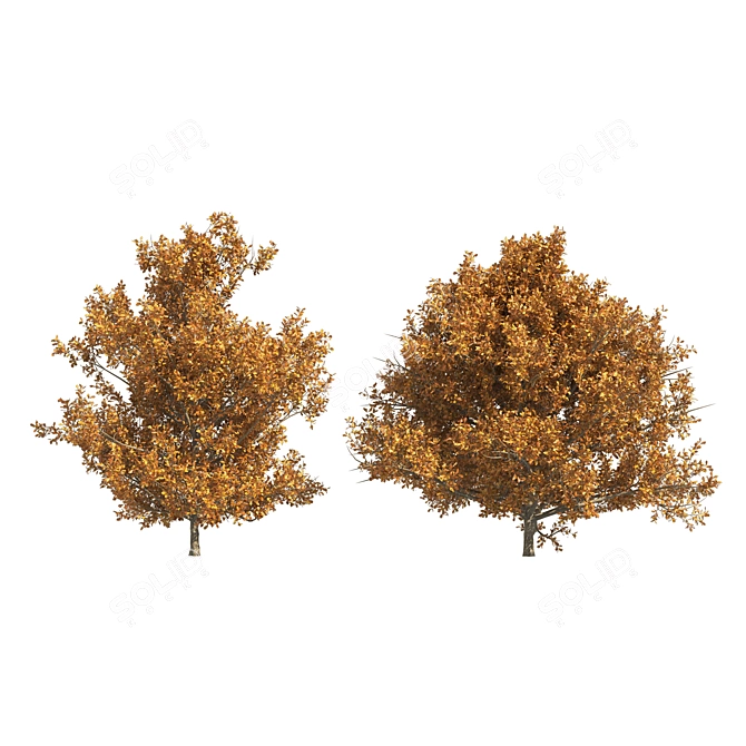 Dual Autumn Oak Trees 3D 3D model image 3