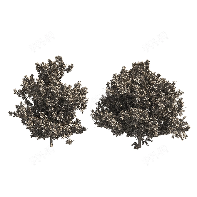 Dual Autumn Oak Trees 3D 3D model image 4