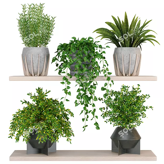  Premium 3D Indoor Plants_virtualnaya kollektsiya 3D model image 1