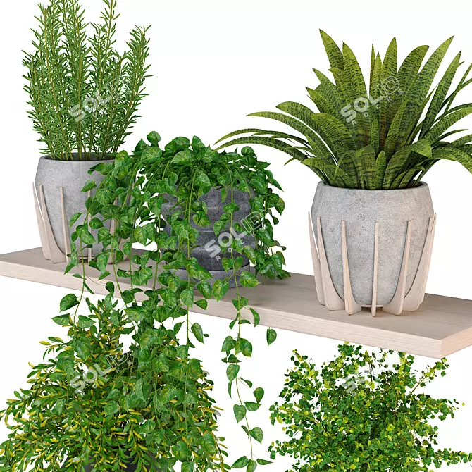  Premium 3D Indoor Plants_virtualnaya kollektsiya 3D model image 2