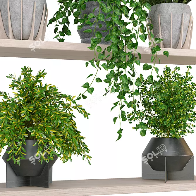  Premium 3D Indoor Plants_virtualnaya kollektsiya 3D model image 3