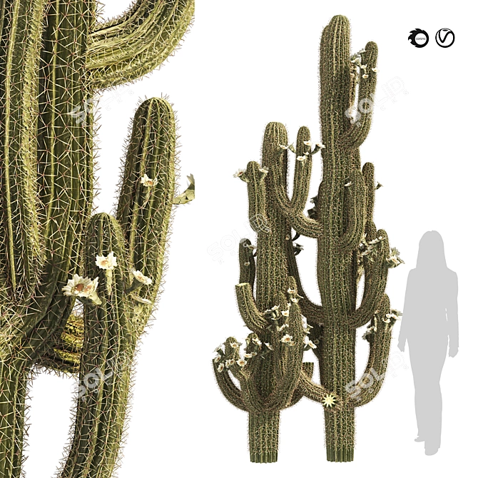 Detailed Saguaro Cactus 3D Model 3D model image 1