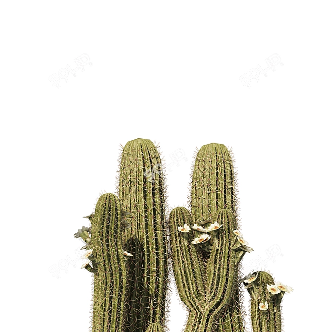 Detailed Saguaro Cactus 3D Model 3D model image 2