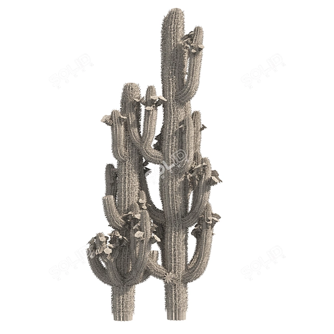 Detailed Saguaro Cactus 3D Model 3D model image 4