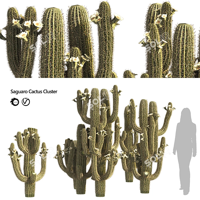 Arizona Saguaro Cactus 3D Model 3D model image 1