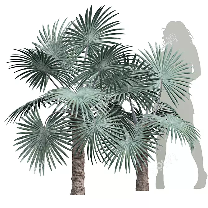 Detailed Bismarckia Nobilis Palm Models 3D model image 1