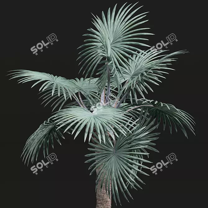 Detailed Bismarckia Nobilis Palm Models 3D model image 2