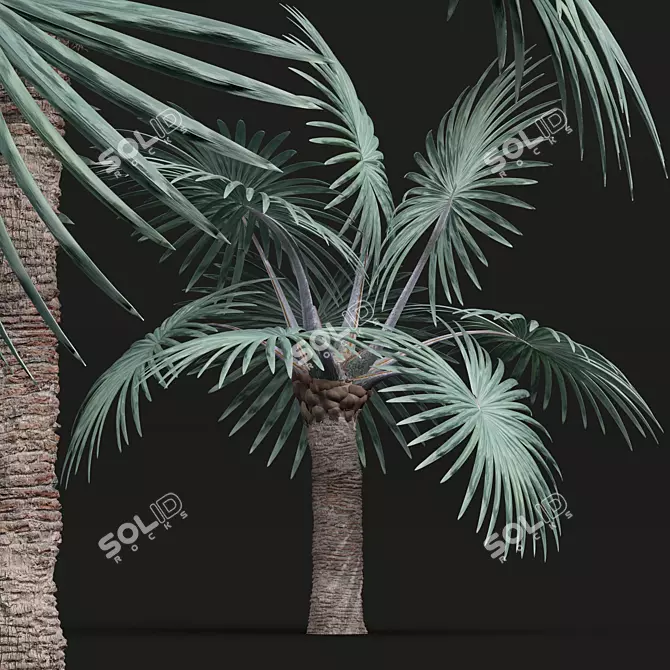 Detailed Bismarckia Nobilis Palm Models 3D model image 3