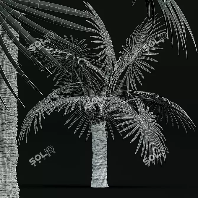 Detailed Bismarckia Nobilis Palm Models 3D model image 4