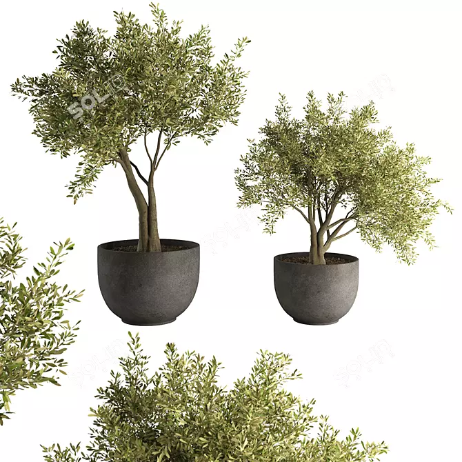 Modern Indoor Plant Set 2015 3D model image 1