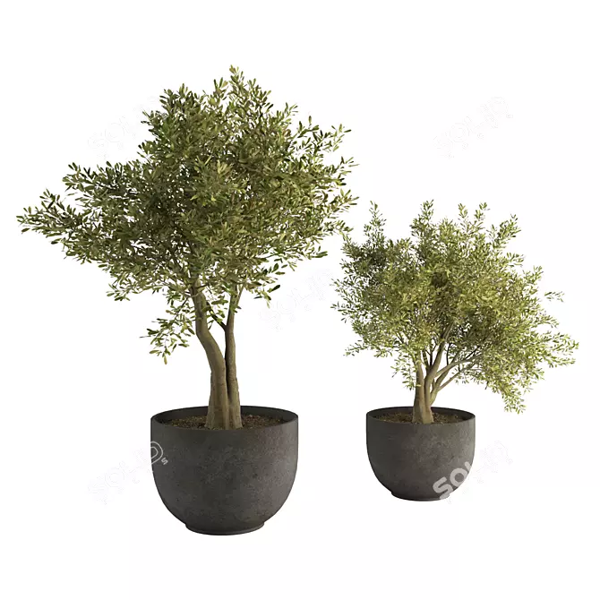 Modern Indoor Plant Set 2015 3D model image 2
