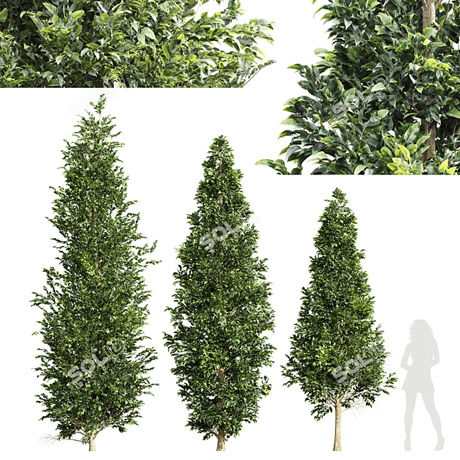 European Hornbeam Tree Collection 3D model image 1