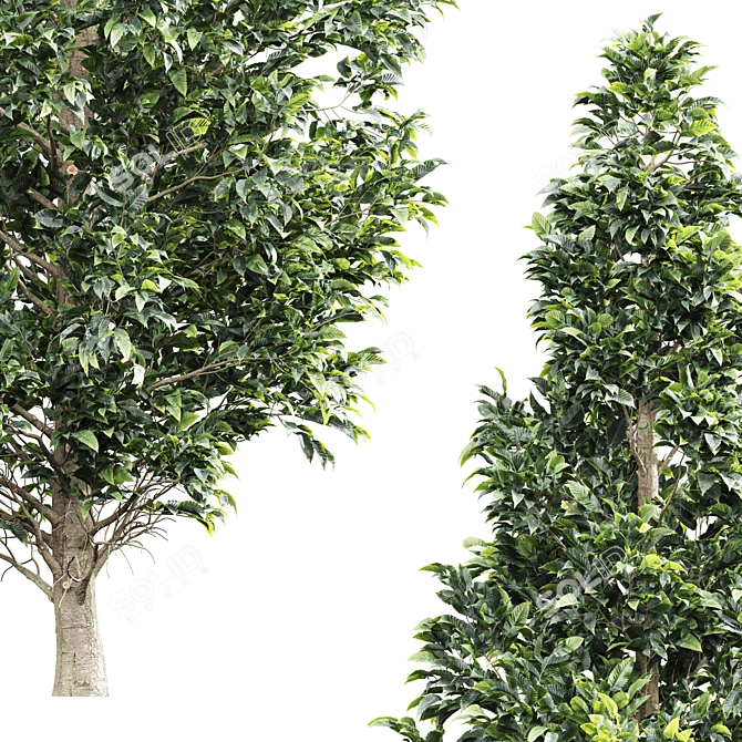 European Hornbeam Tree Collection 3D model image 2