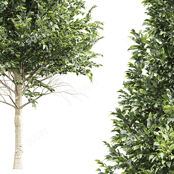 European Hornbeam Tree Collection 3D model image 3