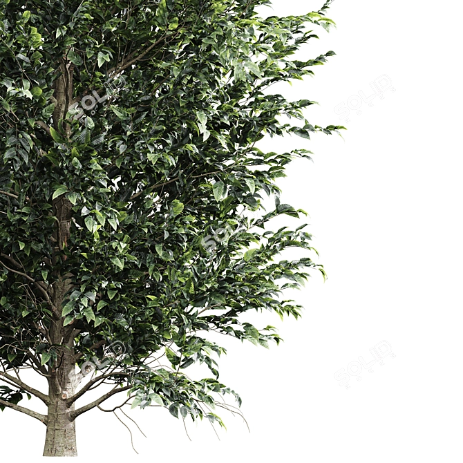 European Hornbeam Tree Collection 3D model image 4