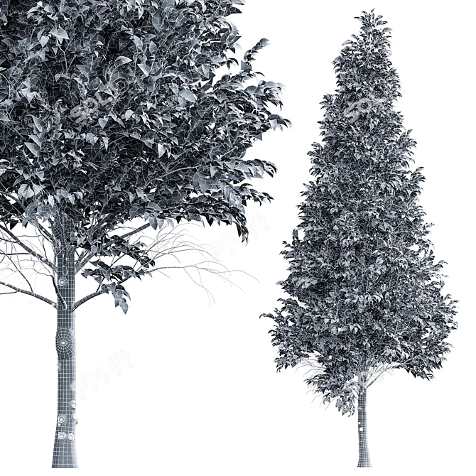 European Hornbeam Tree Collection 3D model image 5