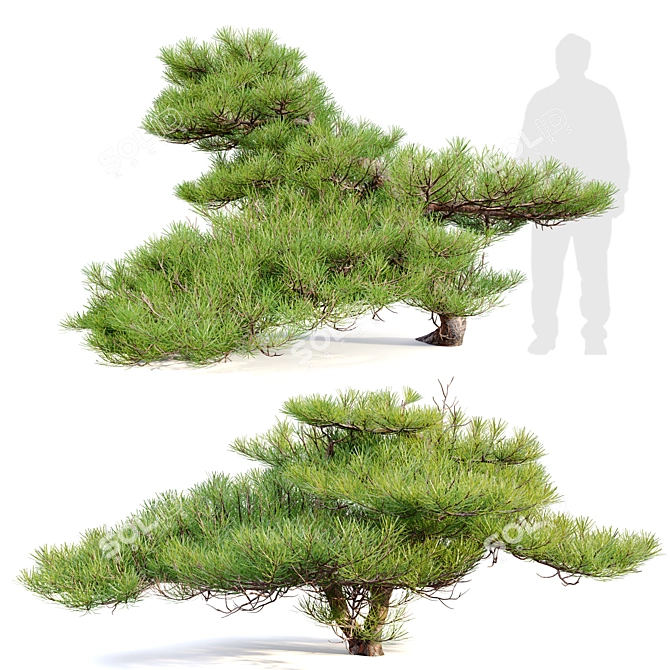 Japanese White Pine 3D Model 3D model image 1