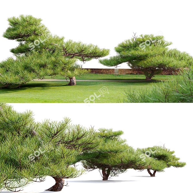Japanese White Pine 3D Model 3D model image 2