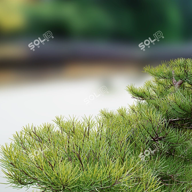 Japanese White Pine 3D Model 3D model image 3