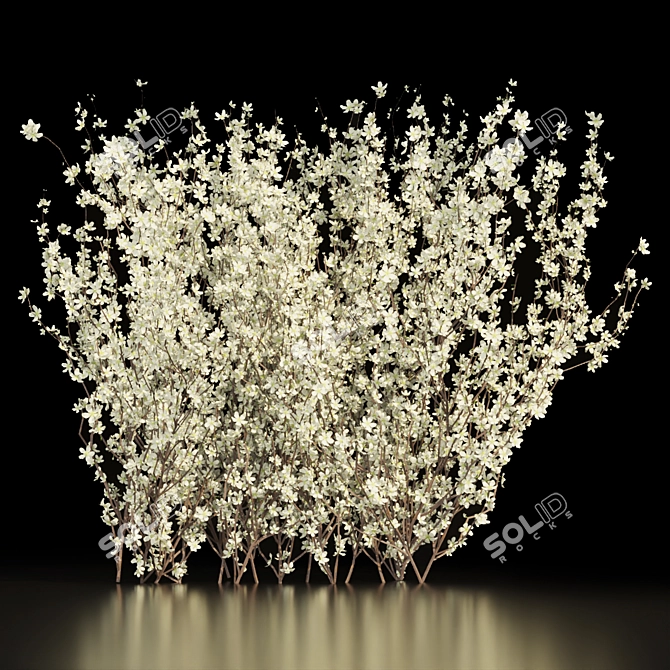 Premium Blackthorn Outdoor Flower Model 3D model image 3