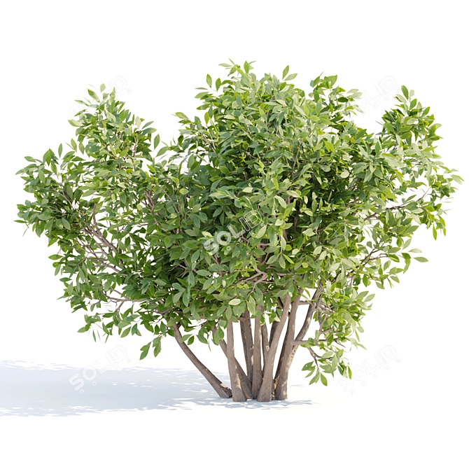 Bushes #4 Volume 110 Collection 3D model image 2