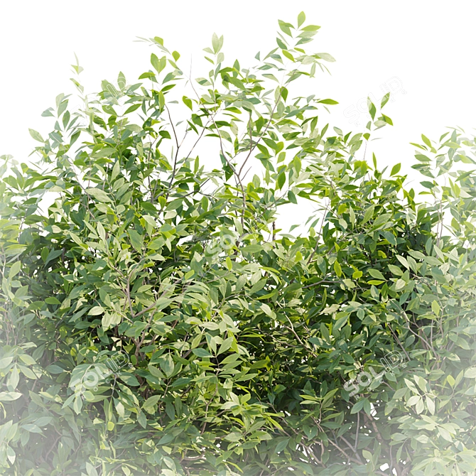 Bushes #4 Volume 110 Collection 3D model image 6