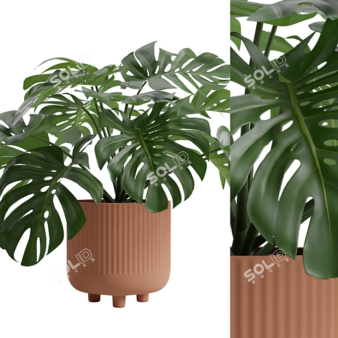 Tropical Monstera Deliciosa 3D Plant 3D model image 2