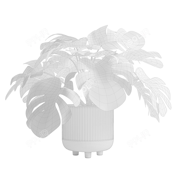 Tropical Monstera Deliciosa 3D Plant 3D model image 3