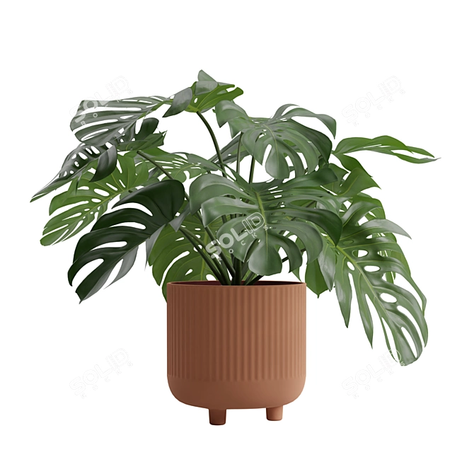 Tropical Monstera Deliciosa 3D Plant 3D model image 4