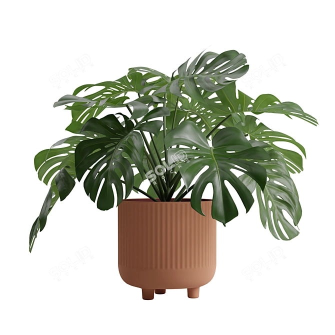 Tropical Monstera Deliciosa 3D Plant 3D model image 7