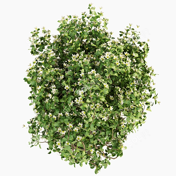 Philadelphus Bush Outdoor Plant Model 3D model image 2