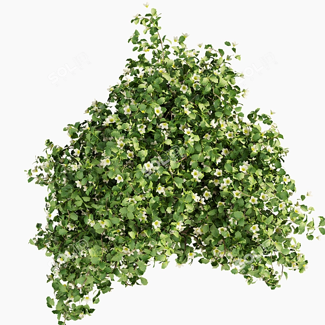 Philadelphus Bush Outdoor Plant Model 3D model image 3