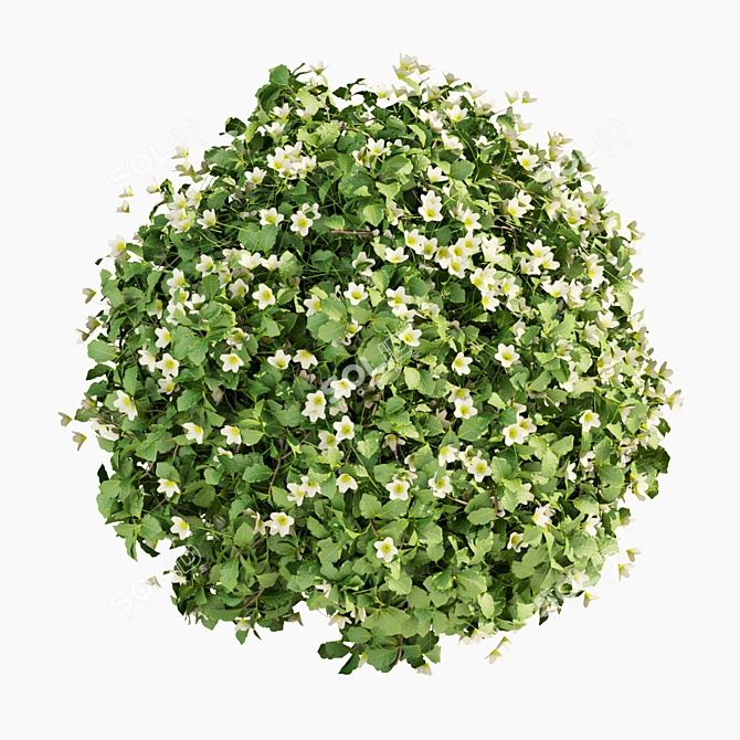 Philadelphus Bush Outdoor Plant Model 3D model image 4