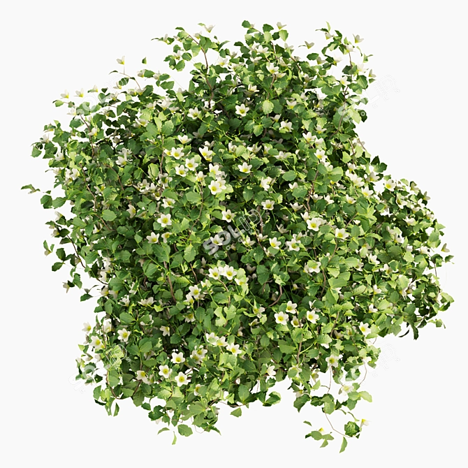 Philadelphus Bush Outdoor Plant Model 3D model image 5