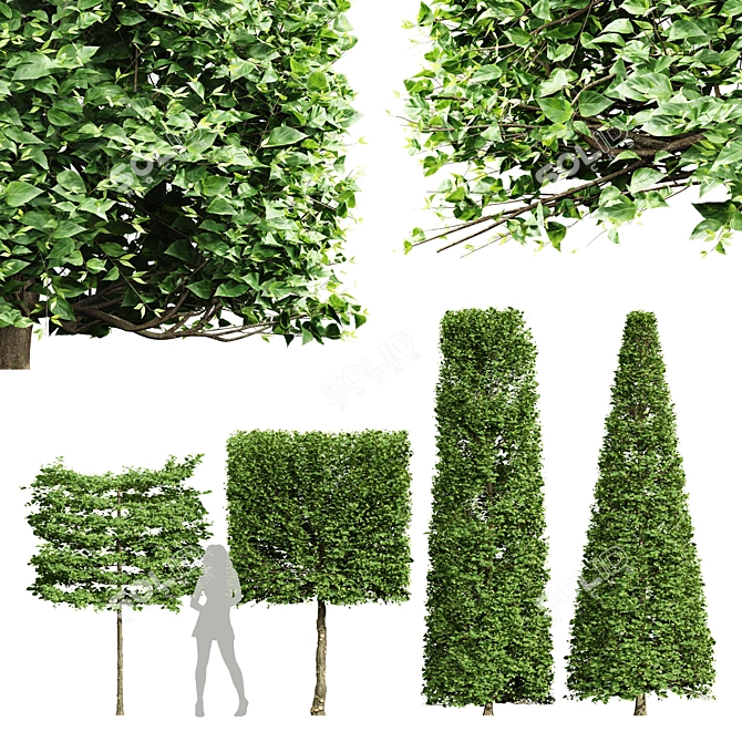 3 Carpinus Betulus Tree Models 3D model image 1