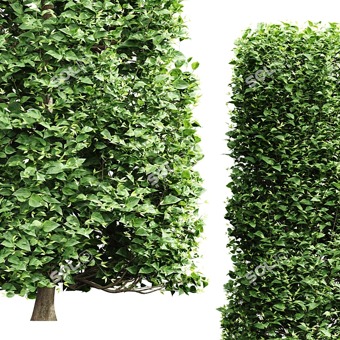 3 Carpinus Betulus Tree Models 3D model image 3