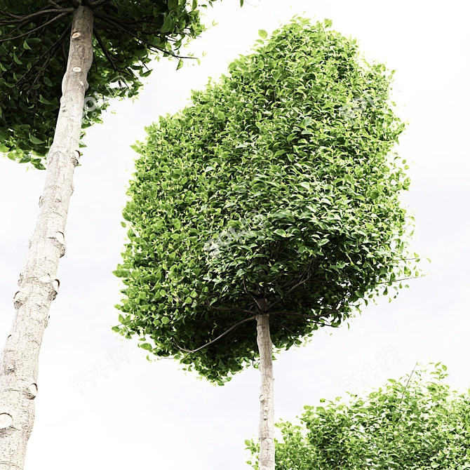 3 Carpinus Betulus Tree Models 3D model image 4