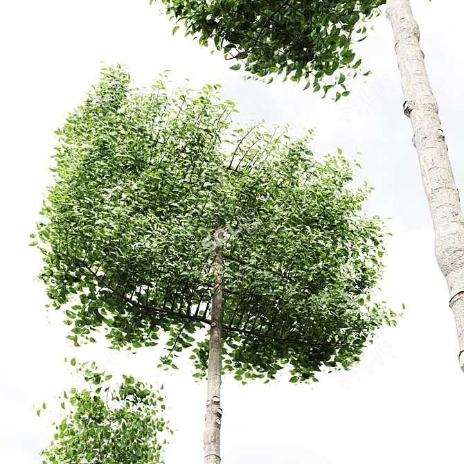 3 Carpinus Betulus Tree Models 3D model image 5