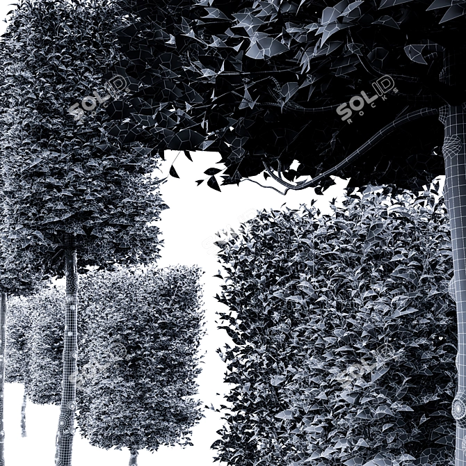 3 Carpinus Betulus Tree Models 3D model image 6